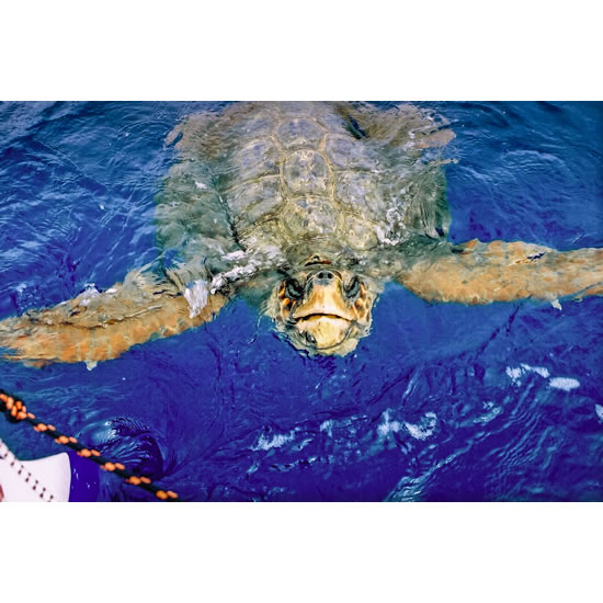 Debra Searle - Barney the Sea Turtle